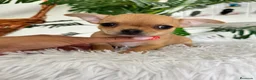Chihuahua perros en venta: CHIHUAHUA HEMBRA - Anuncio 5