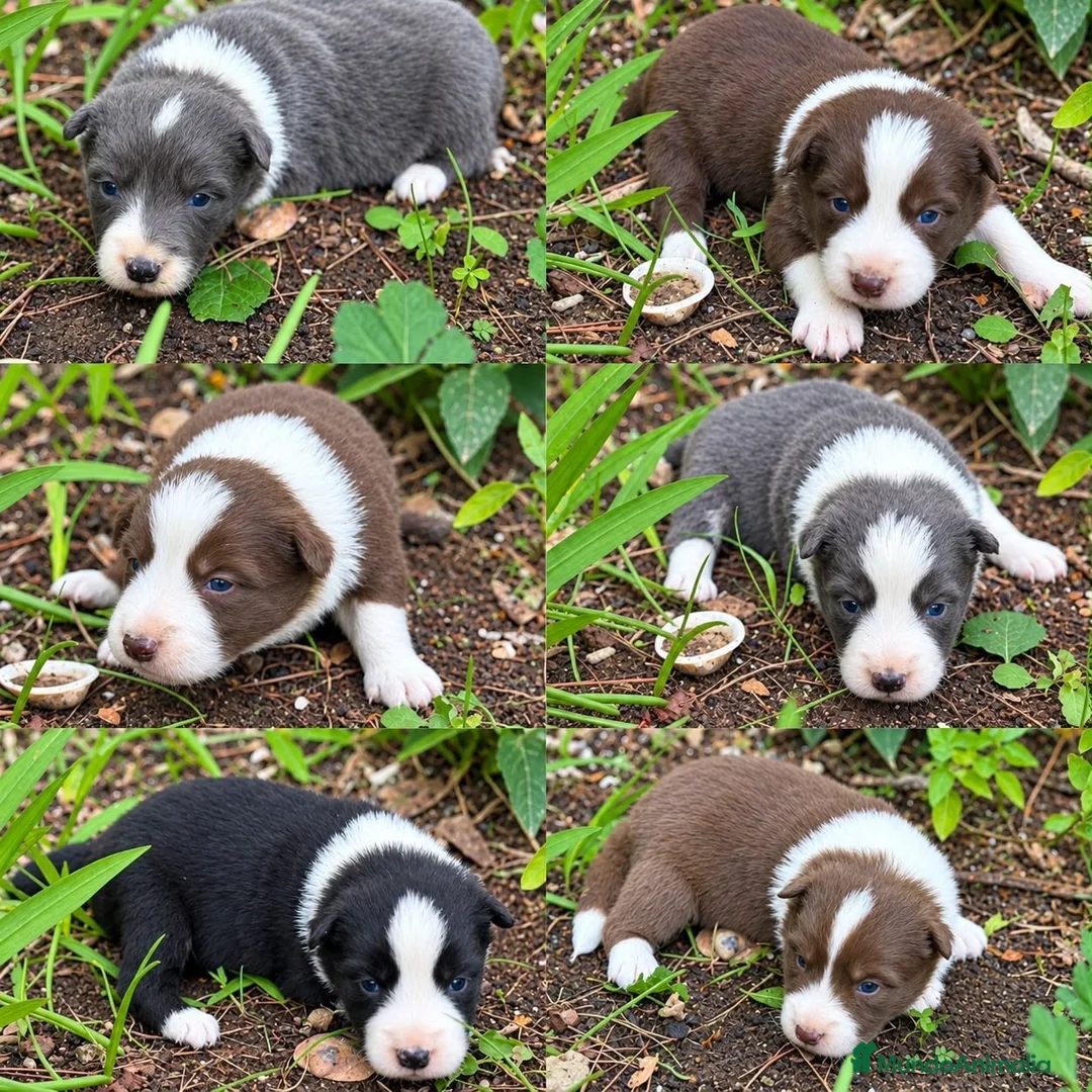 Border Collie perros en venta: 🐾 NUEVOS BORDER COLLIE EN LA GRANJA DE FLIX 🐾 - Anuncio 2