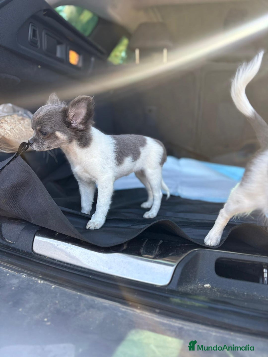 Chihuahua perros en venta: Chihuahuas pelo largo blanco blue - Imagen 9