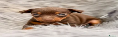 Pinscher Miniatura 1