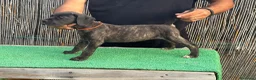 Cane Corso perros en venta: Cachorros de Cane Corso Barcelona - Anuncio 8