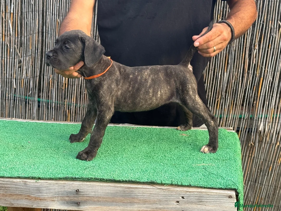 Cane Corso perros en venta: Cachorros de Cane Corso Barcelona - Anuncio 8