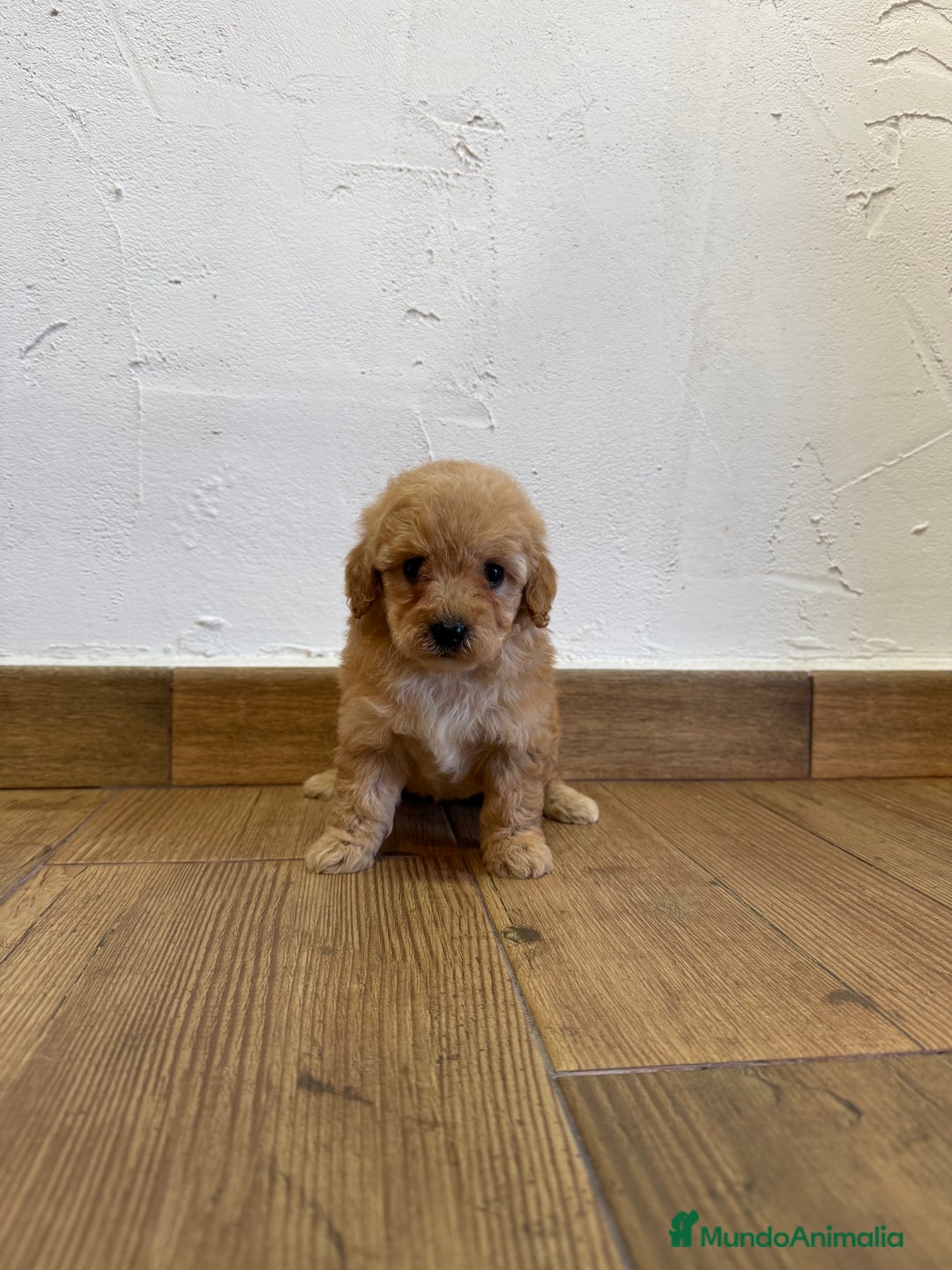 Caniche Toy perros en venta: Caniche toy hembra - Anuncio 2