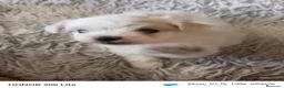 Bichón Maltés perros en venta: Bichoncitos Adorables - Anuncio 5