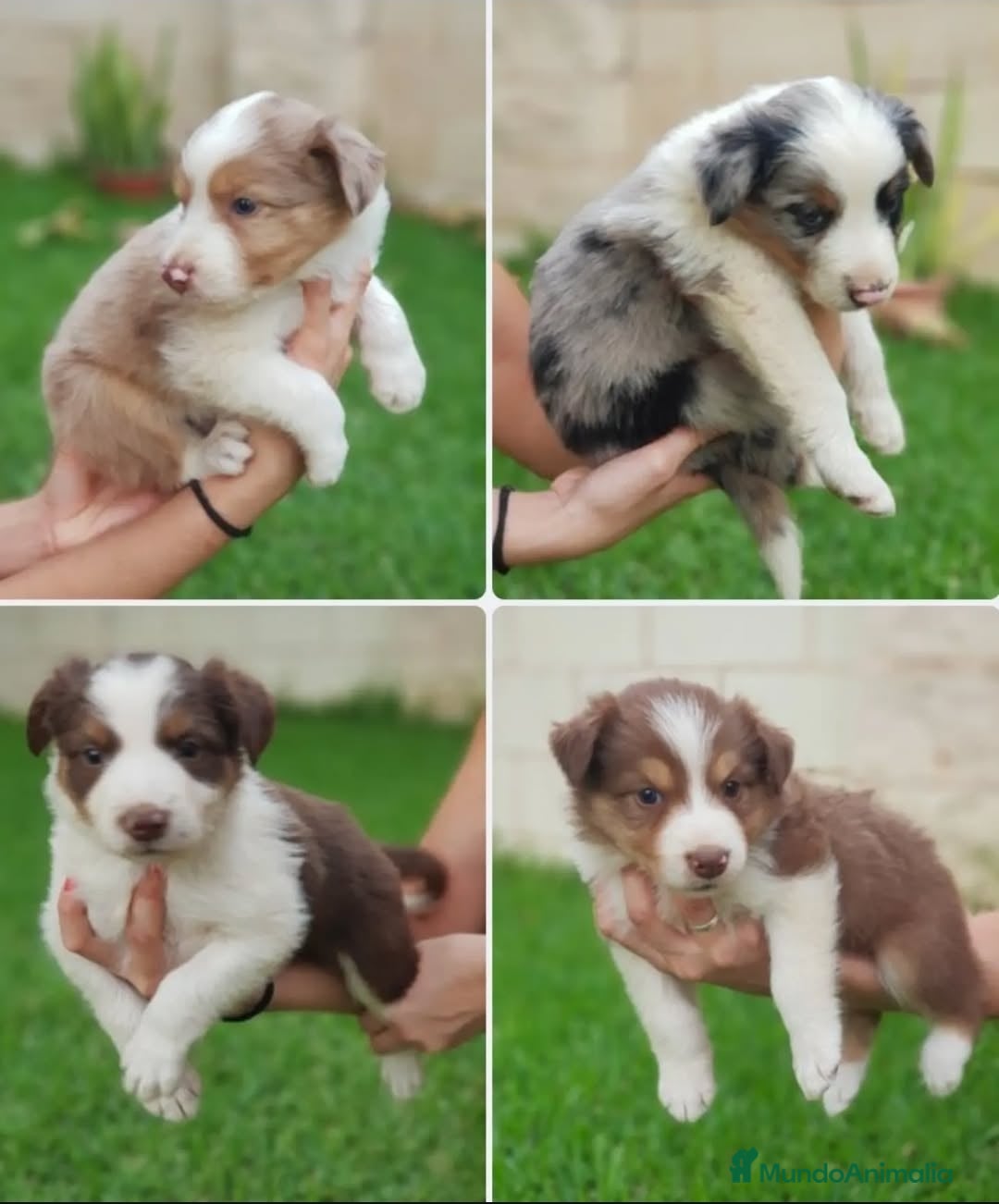 Border Collie perros Cachorros border collie tricolor - Anuncio 1