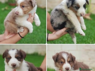 Border Collie perros Cachorros border collie tricolor - Anuncio 1