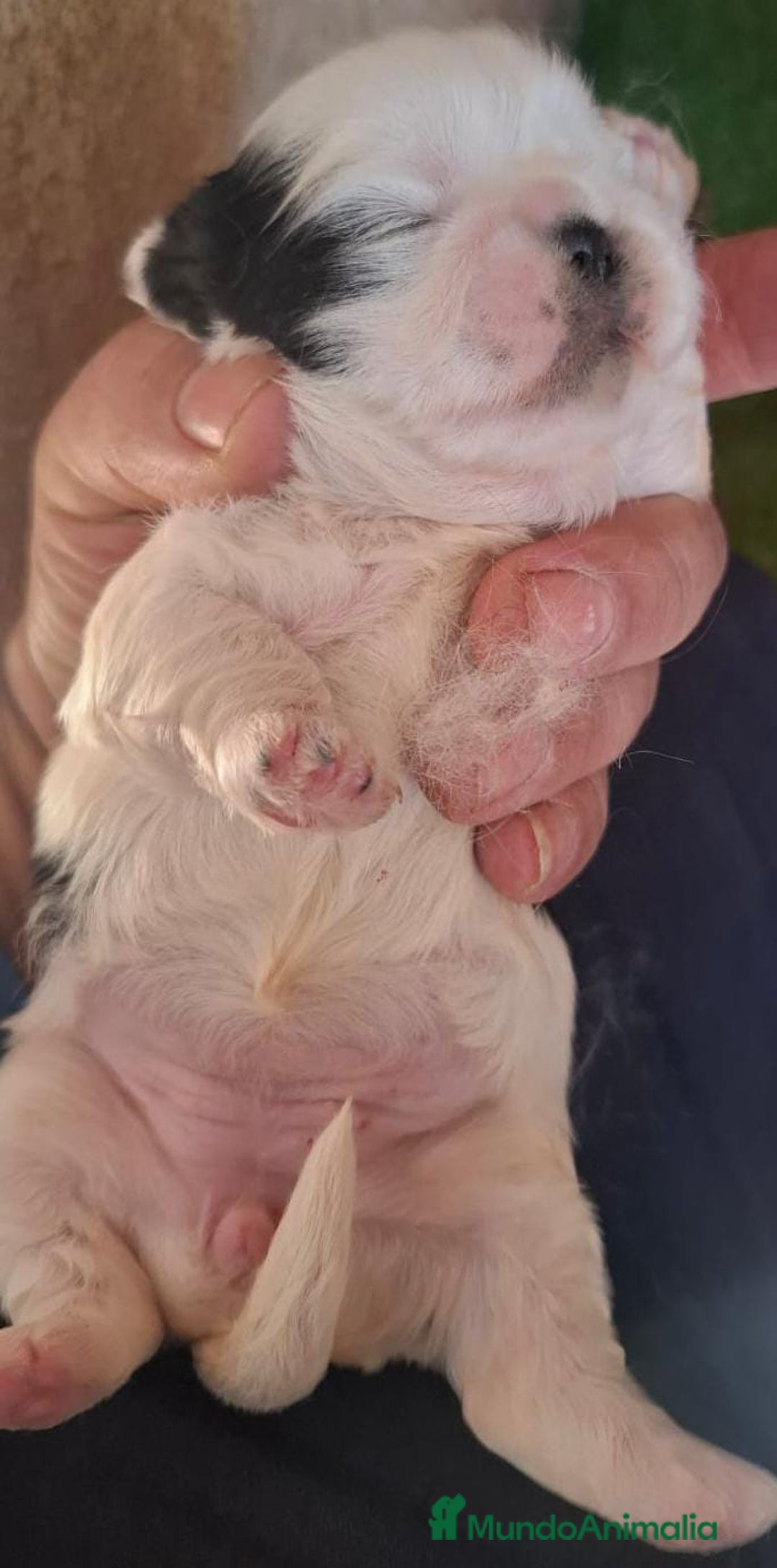 Shih Tzu perros en venta: Shitzu mini - Anuncio 1
