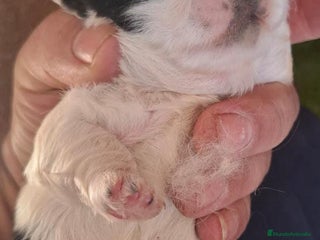 Shih Tzu perros Shitzu mini - Anuncio 2