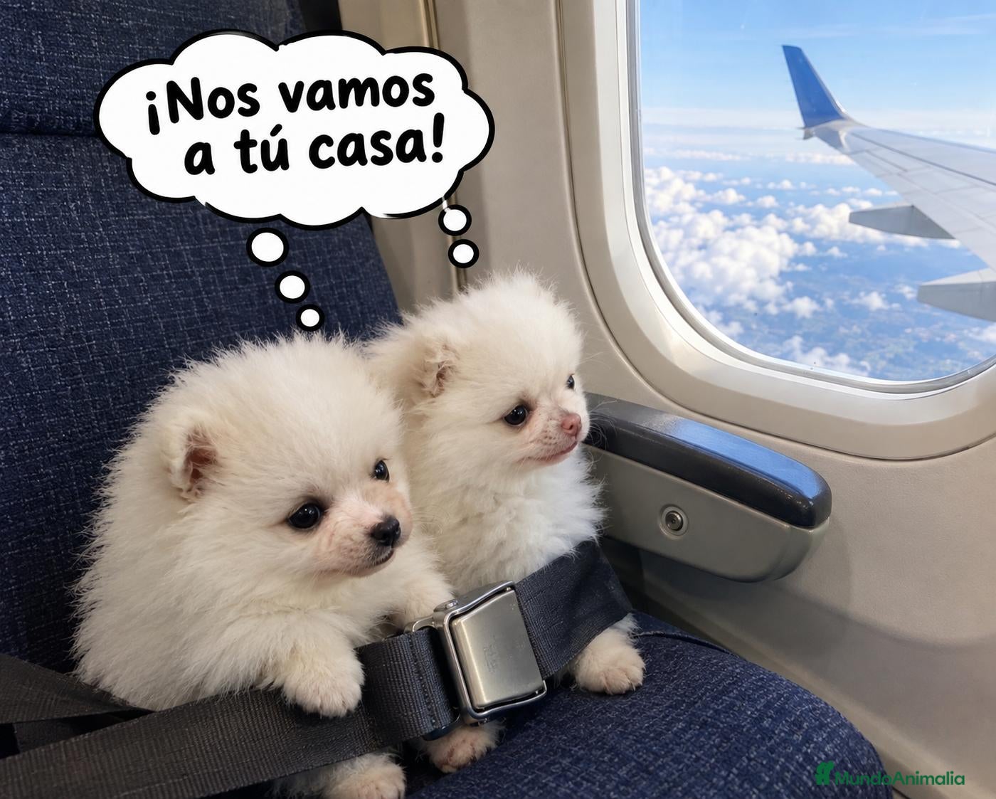 Pomerania perros POMERANIAS MACHITOS CHIQUITINES  - Anuncio 17
