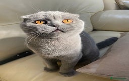 Scottish Fold gatos en venta: Scottish fold adulto - Imagen 2