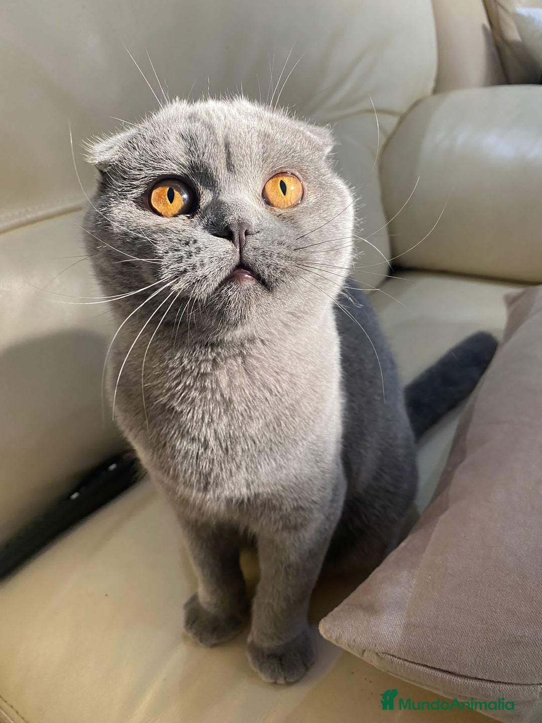Scottish Fold gatos en venta: Scottish fold adulto - Imagen 2