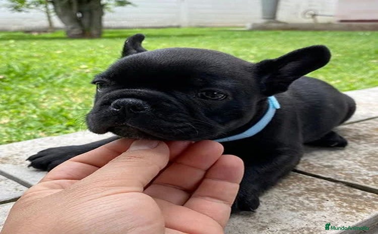 Bulldog Francés perros - Anuncio 1