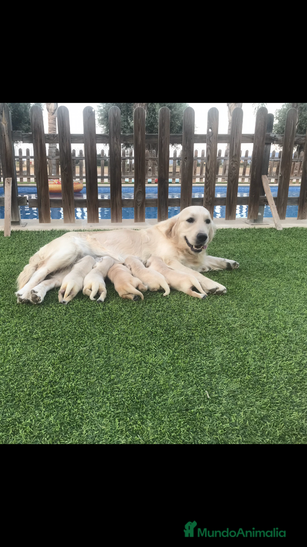 Golden Retriever perros en venta: Cachorros golden retriever con pedigree  - Anuncio 7