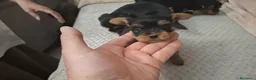Yorkshire Terrier perros en venta: Yorkshire Toy disponibles para entregar en Cádiz - Anuncio 4