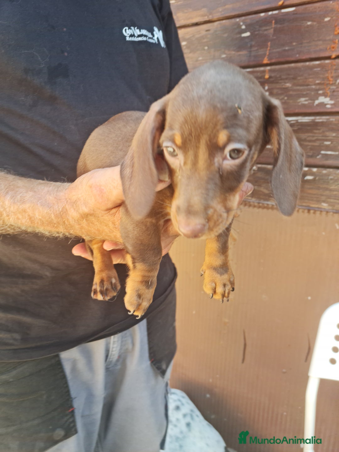 Teckel perros en venta: Teckel mini - Imagen 5