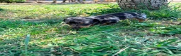 Teckel Miniatura perros en venta: Teckel Kaninchen - Anuncio 10
