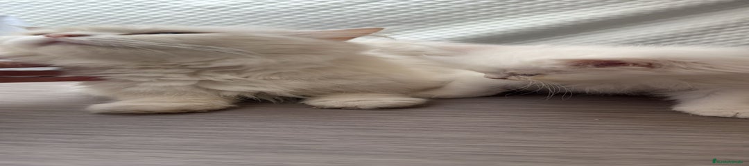 Persa Gatito 3