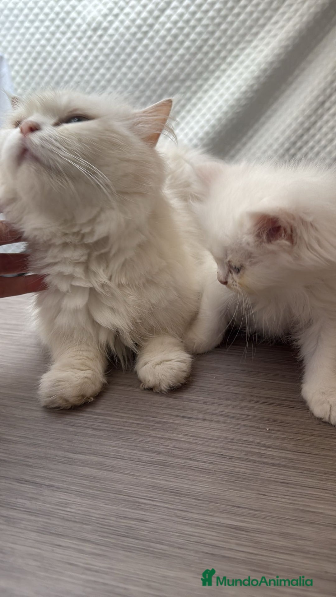 Persa gatos en venta: Gatos persas - Imagen 3