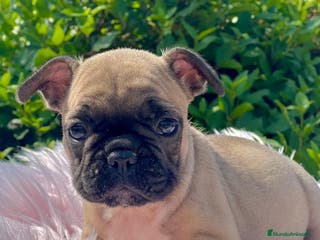 Bulldog Francés perros CAMADA BULLDOG FRANCÉS FAWN - Anuncio 34