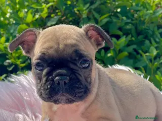 Bulldog Francés perros CAMADA BULLDOG FRANCÉS FAWN - Anuncio 9