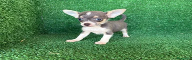 Chihuahua 2
