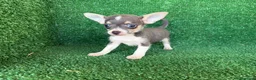 Chihuahua perros en venta: chihuahua - Anuncio 7