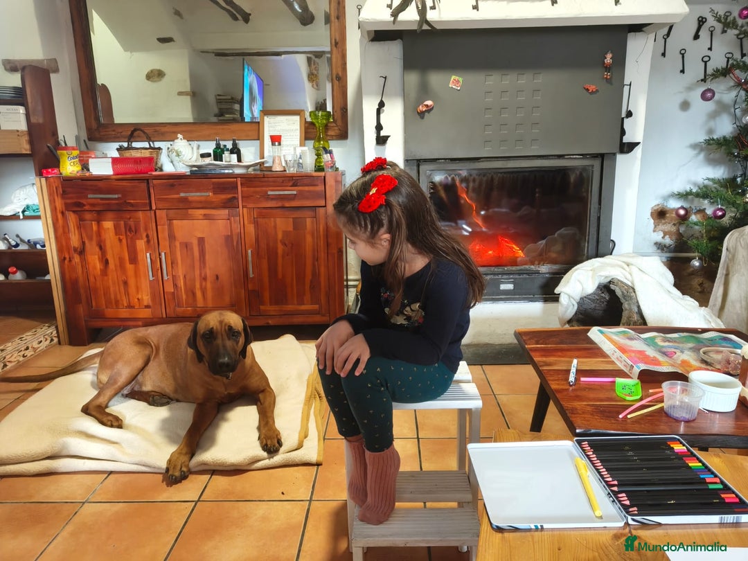 Rhodesian Ridgeback perros en venta: Rodhesian Ridgeback cachorros - Anuncio 2