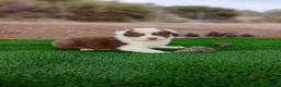 Pastor Australiano perros en venta: PASTOR AUSTRALIANO - Anuncio 12