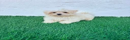 Bichón Maltés perros en venta: Bichon Maltes coreana - Anuncio 21