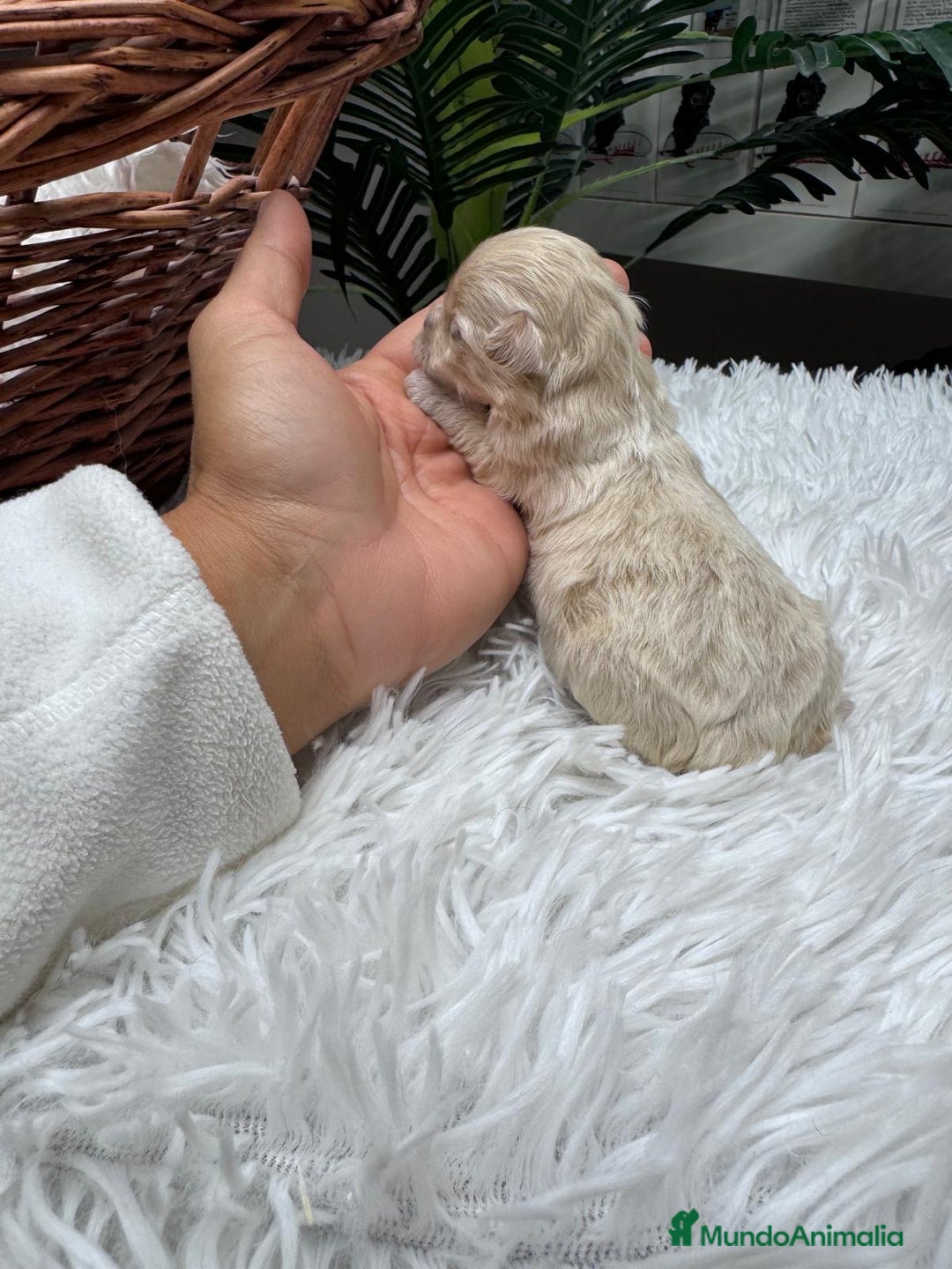 Maltipoo perros en venta: MALTIPOO HEMBRA - Anuncio 3