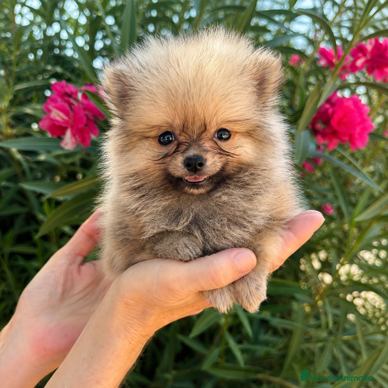 Pomerania perros Pomerania toy - Anuncio 1