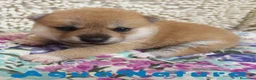 Shiba Inu perros en venta: Shiba Inu Macho de Maya y Silvio 1830- AQUANATURA en Barcelona - Anuncio 6