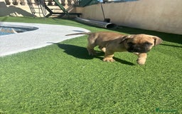 Cane Corso perros en venta: Cane Corso  - Anuncio 4