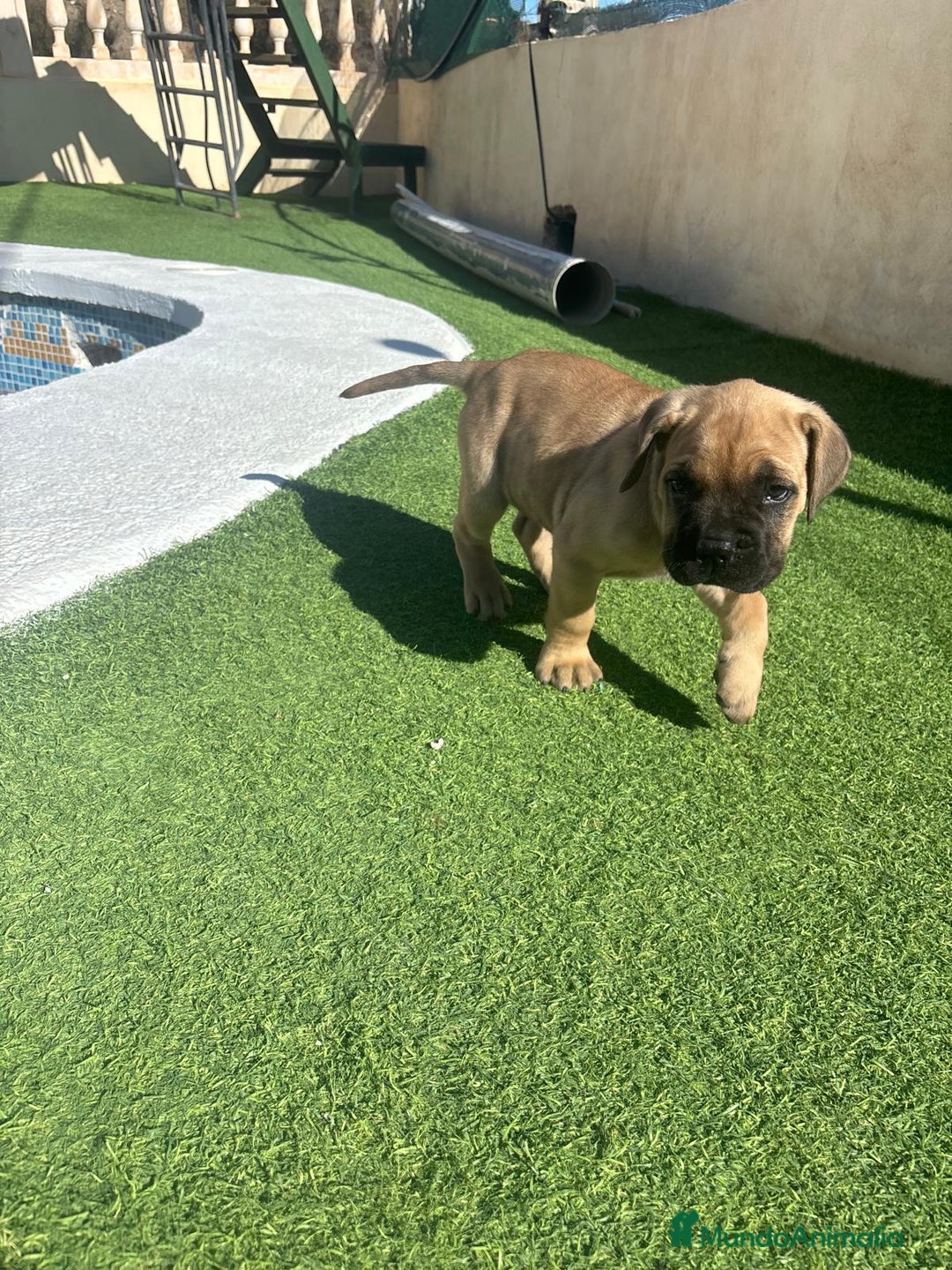 Cane Corso perros en venta: Cane Corso  - Anuncio 4