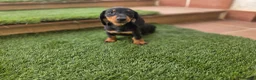 Teckel Miniatura perros en venta: TECKEL MINIATURA - Anuncio 2