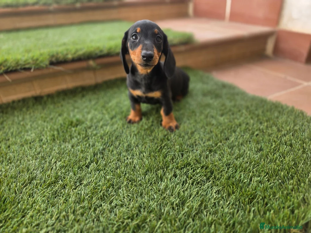 Teckel Miniatura perros en venta: TECKEL MINIATURA - Anuncio 2