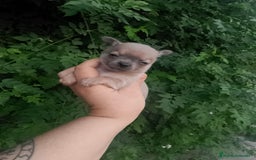 Chihuahua perros en venta: Camada de chihuahua toy  - Imagen 3