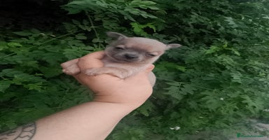 Chihuahua perros - Anuncio 5