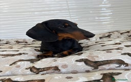 Teckel Miniatura perros en venta: TECKEL MINIATURA  - Imagen 8