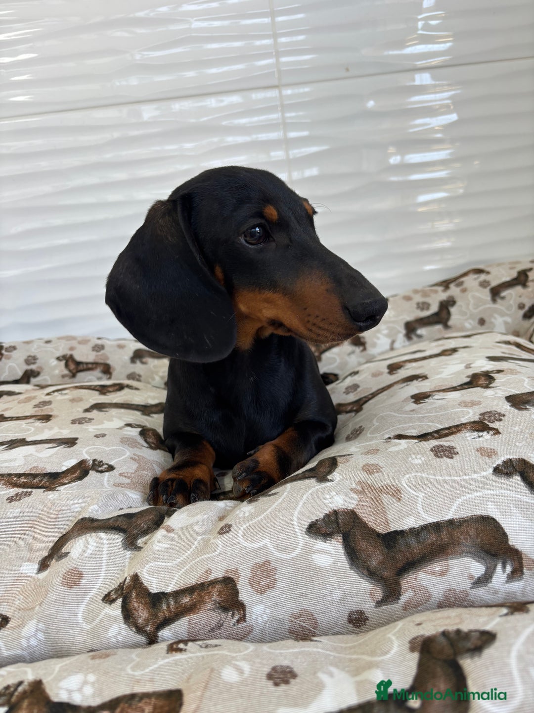 Teckel Miniatura perros en venta: TECKEL MINIATURA  - Imagen 8
