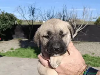 Mastín Español perros Última hembra de mastín para entregar - Anuncio 1
