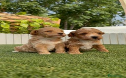 Caniche Toy perros en venta: CANICHE TOY MACHO - Imagen 4
