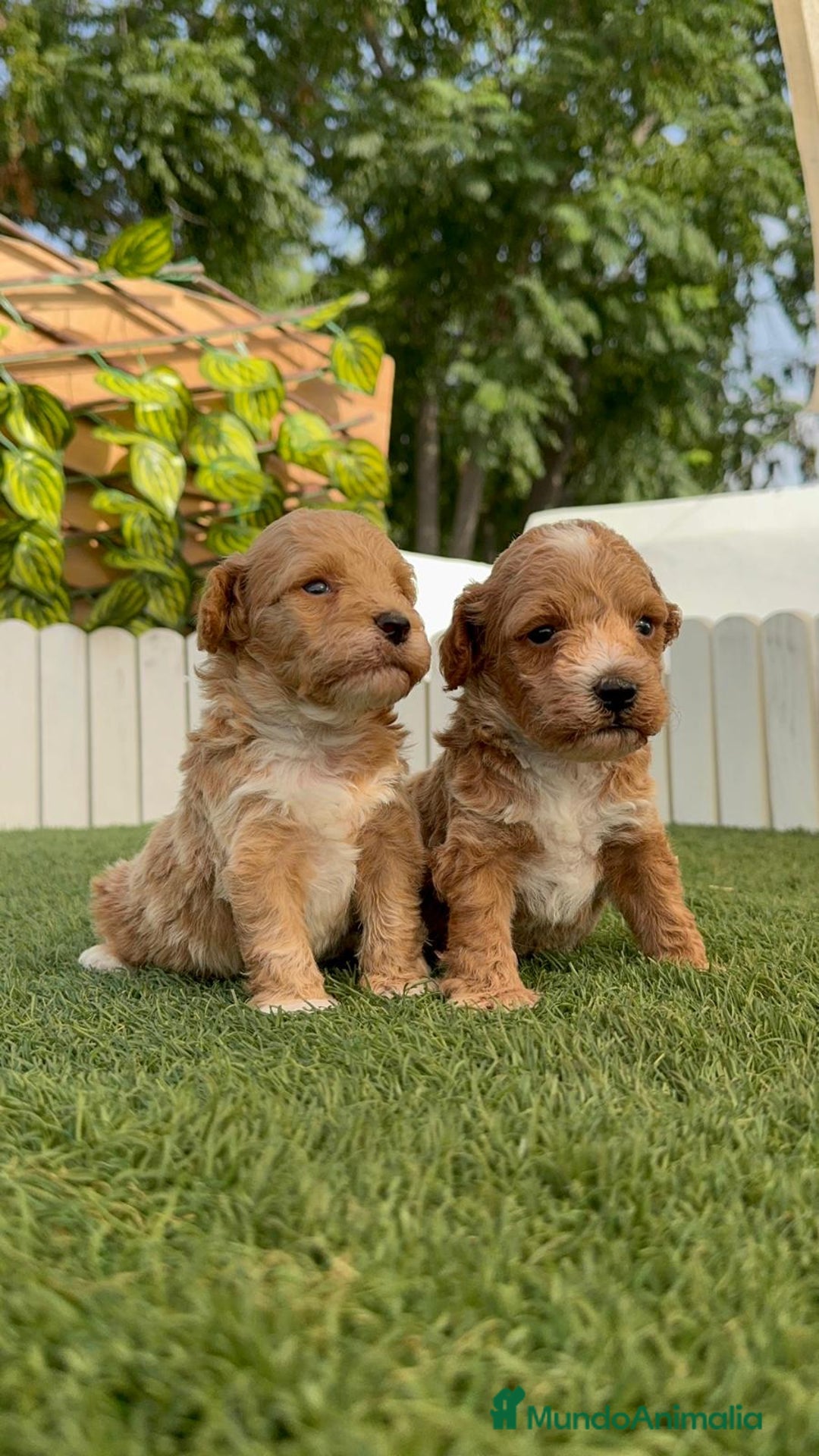 Caniche Toy perros en venta: CANICHE TOY MACHO - Imagen 4