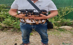 Pinscher Miniatura perros en venta: Pincher miniatura - Imagen 3