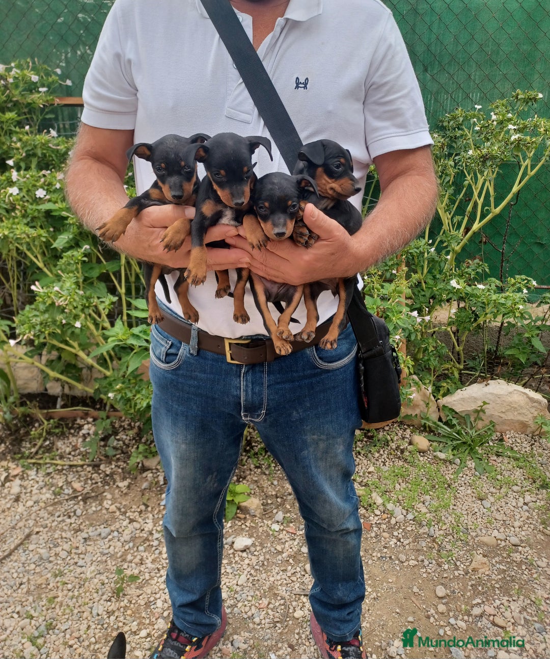 Pinscher Miniatura perros en venta: Pincher miniatura - Imagen 3