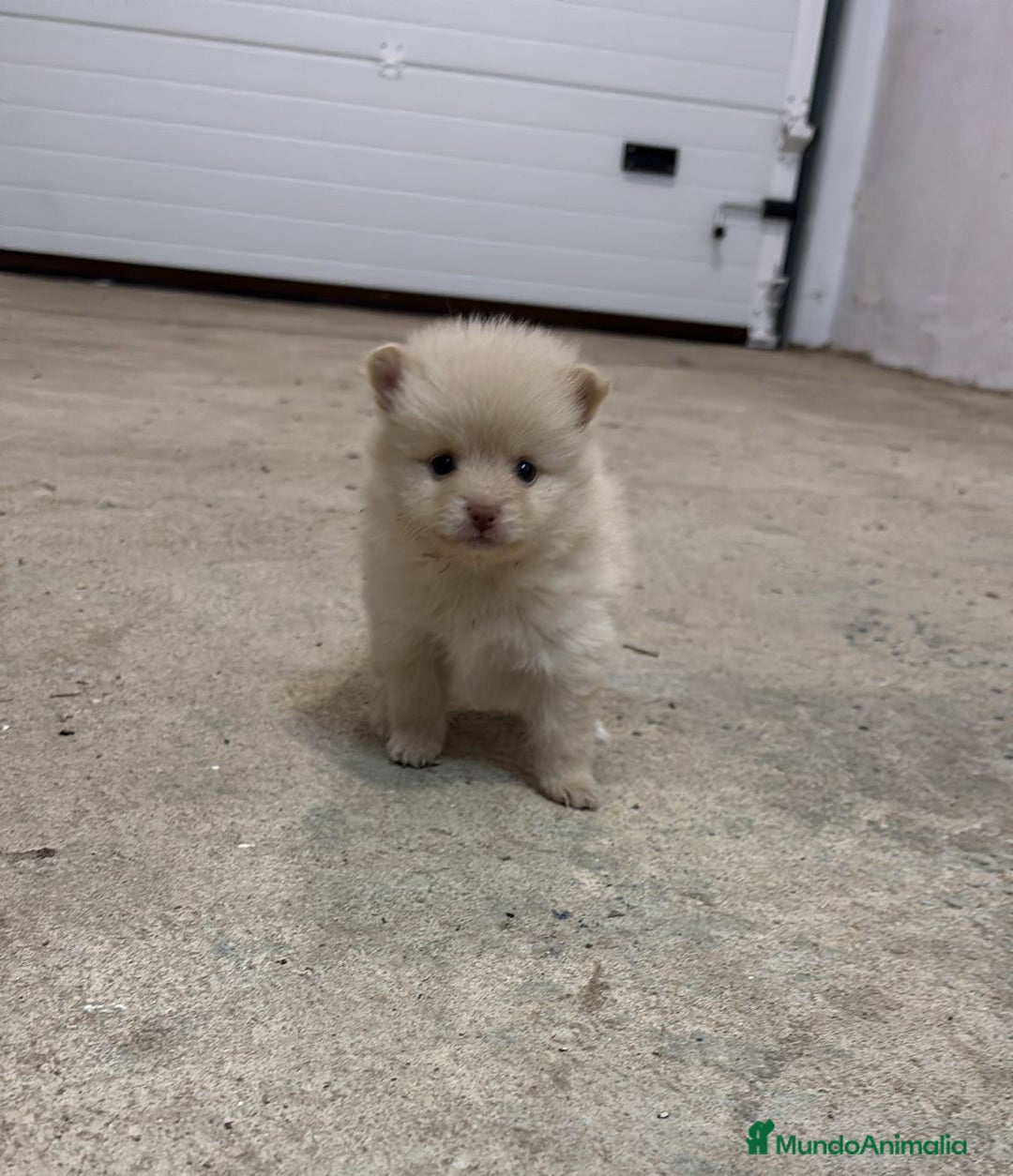 Pomerania perros en venta: Cachorros de Pomerania  - Anuncio 2