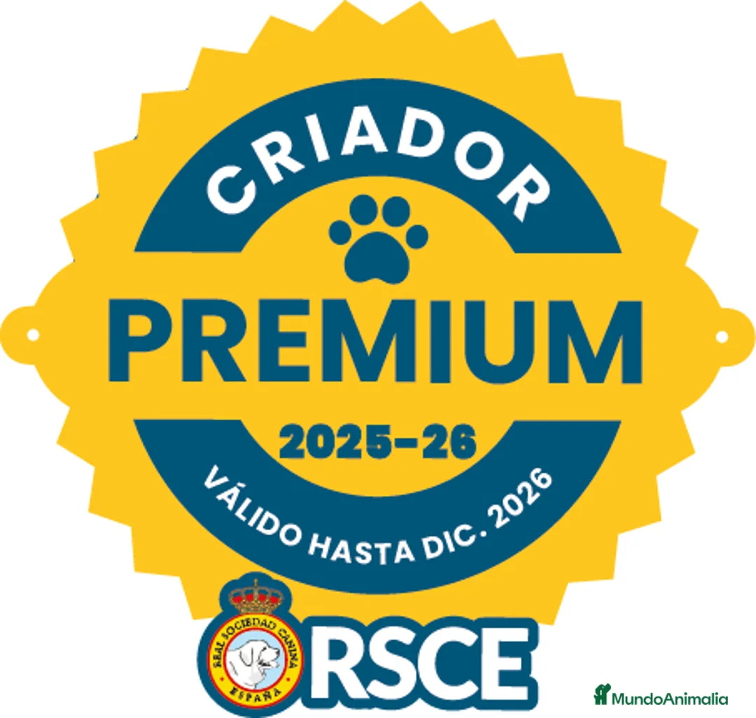 Labrador Retriever perros en venta: labrador chocolate  - Anuncio 2