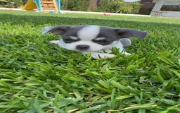 Chihuahua perros en venta: CHIHUAHUA MACHO - Imagen 6