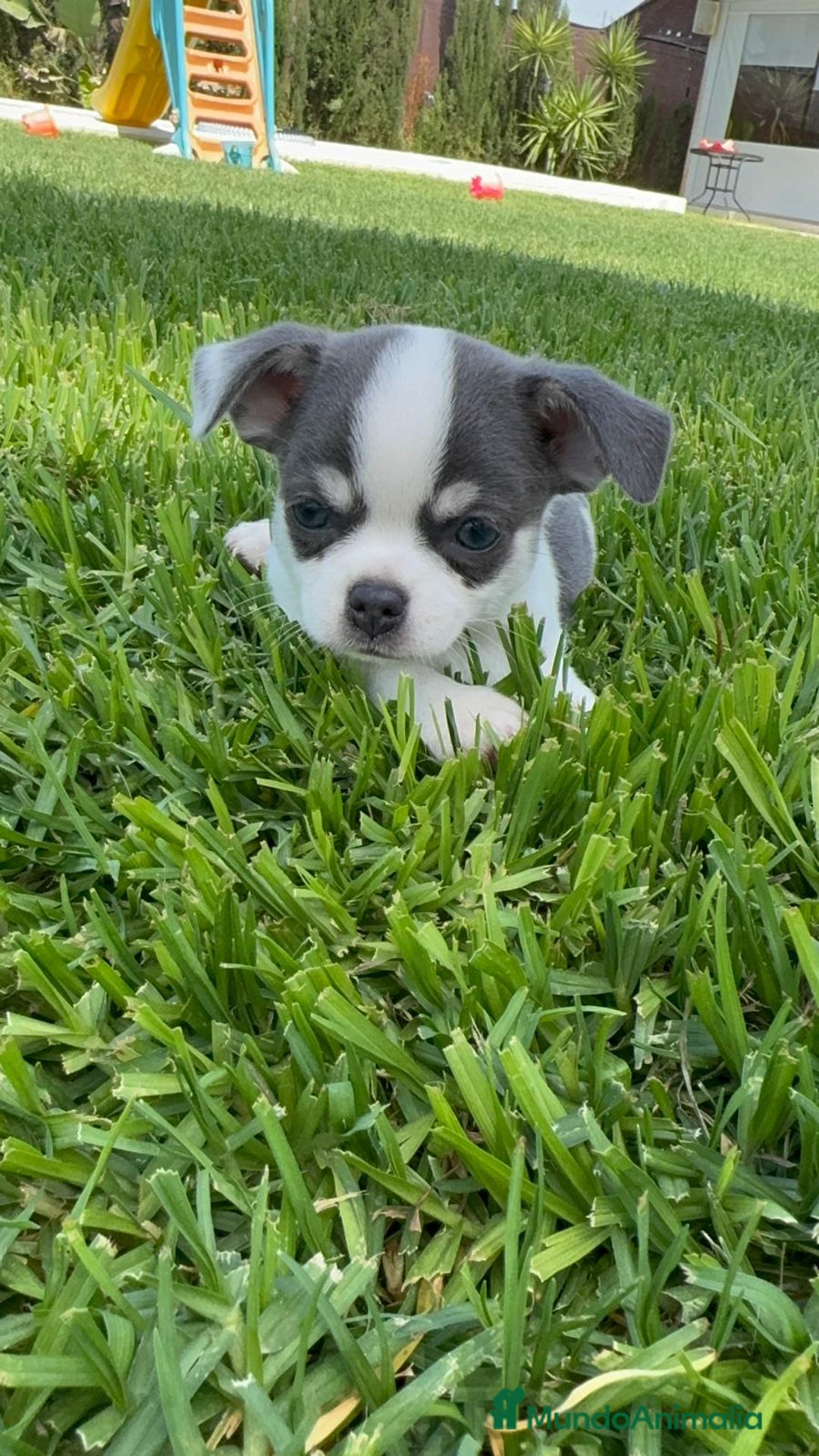 Chihuahua perros en venta: CHIHUAHUA MACHO - Imagen 6