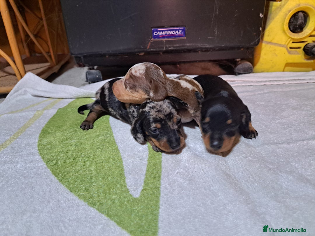 Teckel Miniatura perros en venta: Teckel miniatura  - Anuncio 3